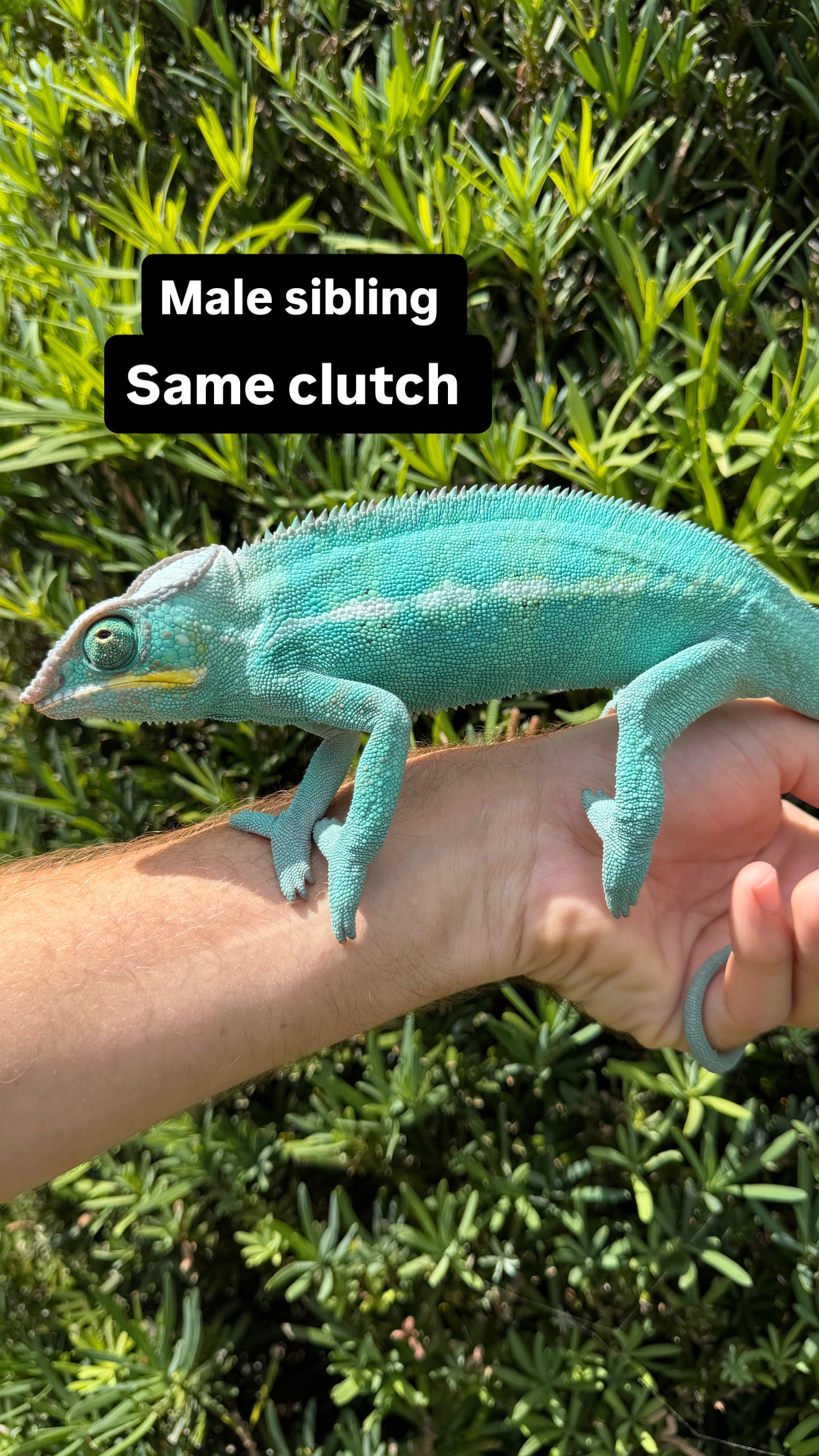 Panther chameleon