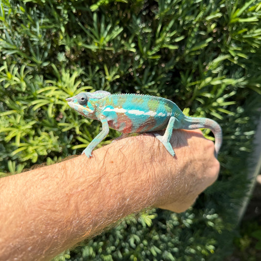 Panther chameleon