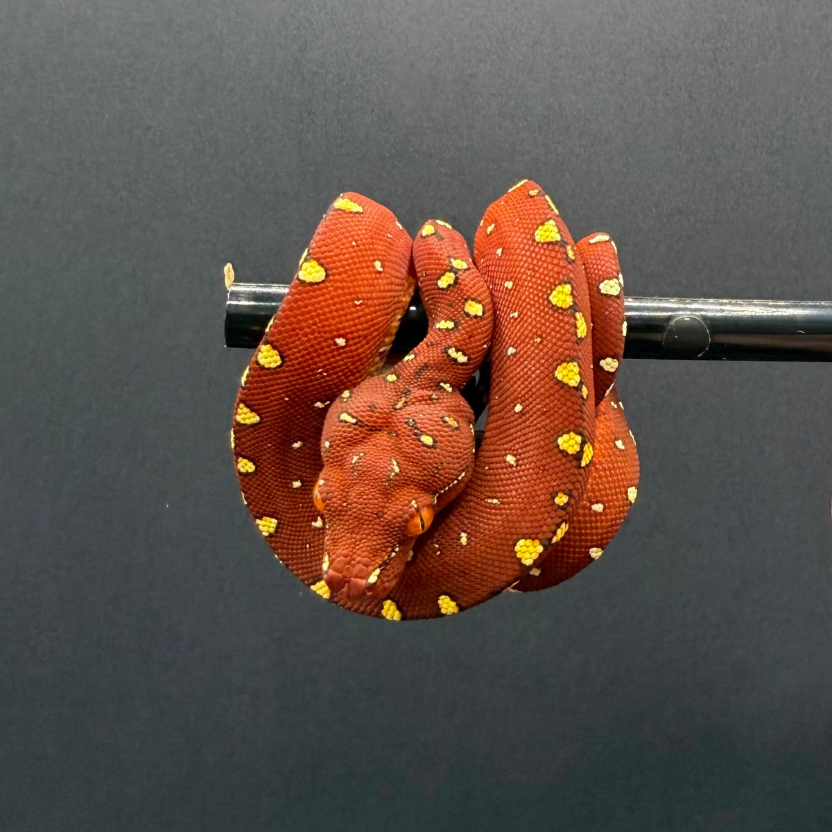 0.1 biak green tree python