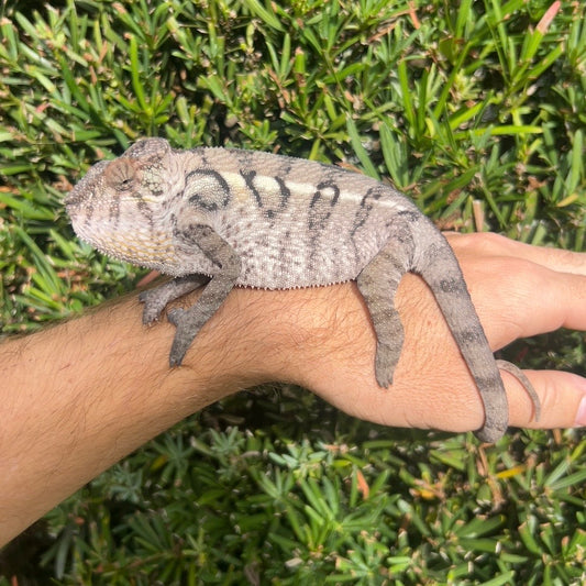Female Ambilobe panther chameleon