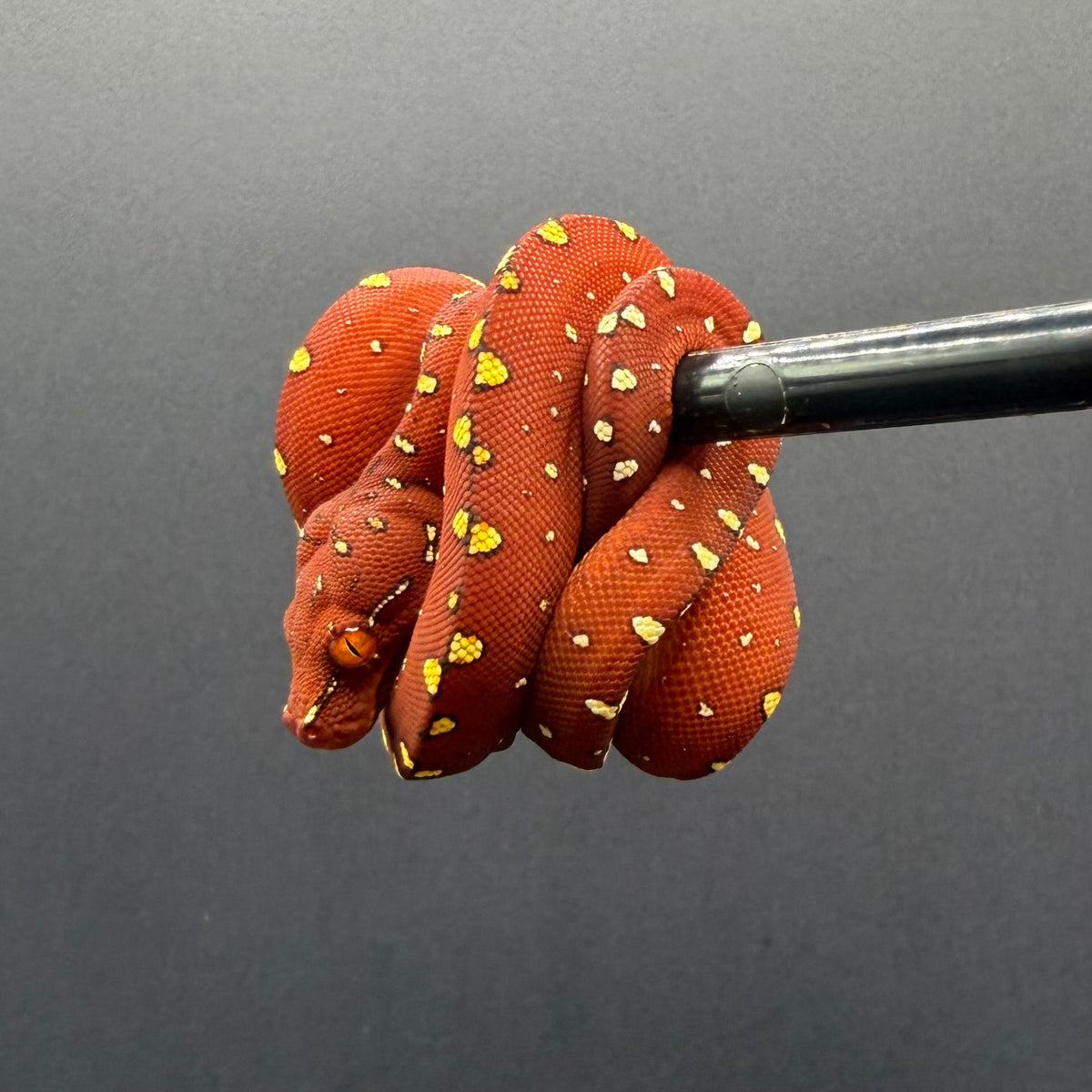 0.1 biak green tree python