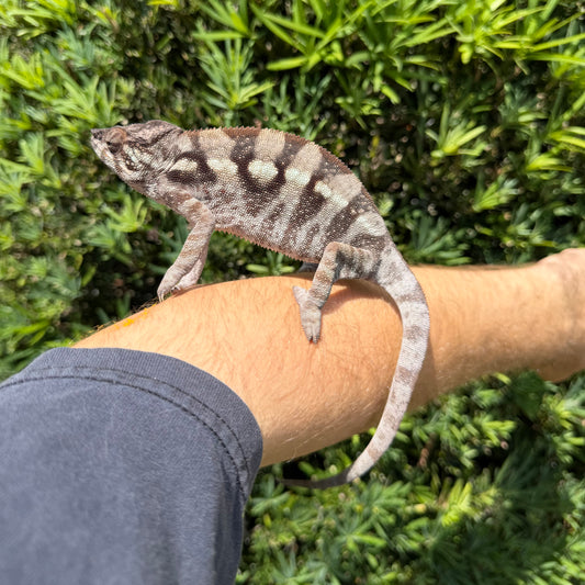 Panther chameleon