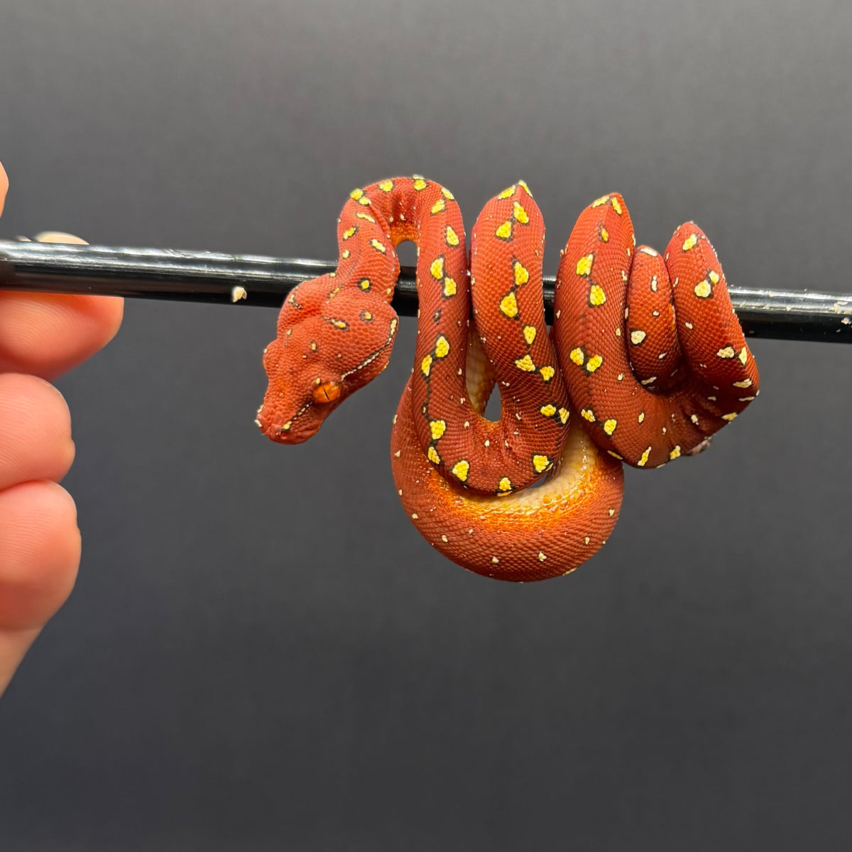 1.0 biak green tree python