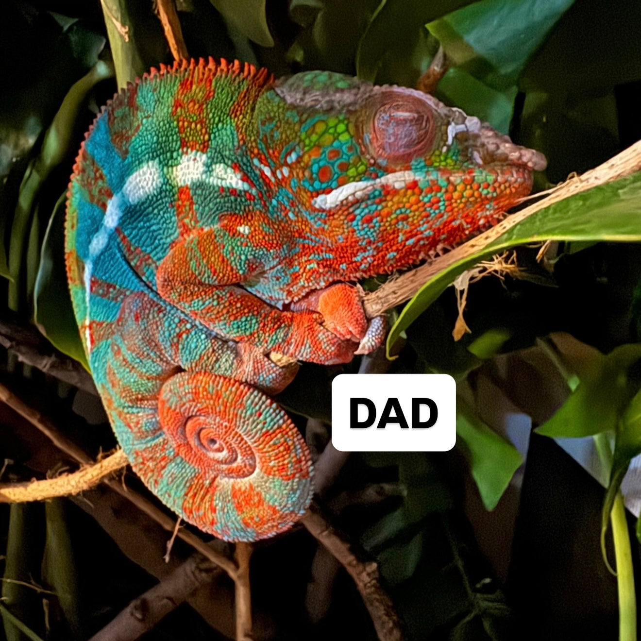 Panther chameleon
