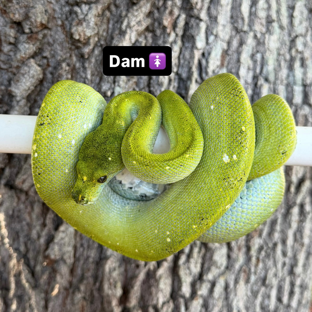 1.0 biak green tree python