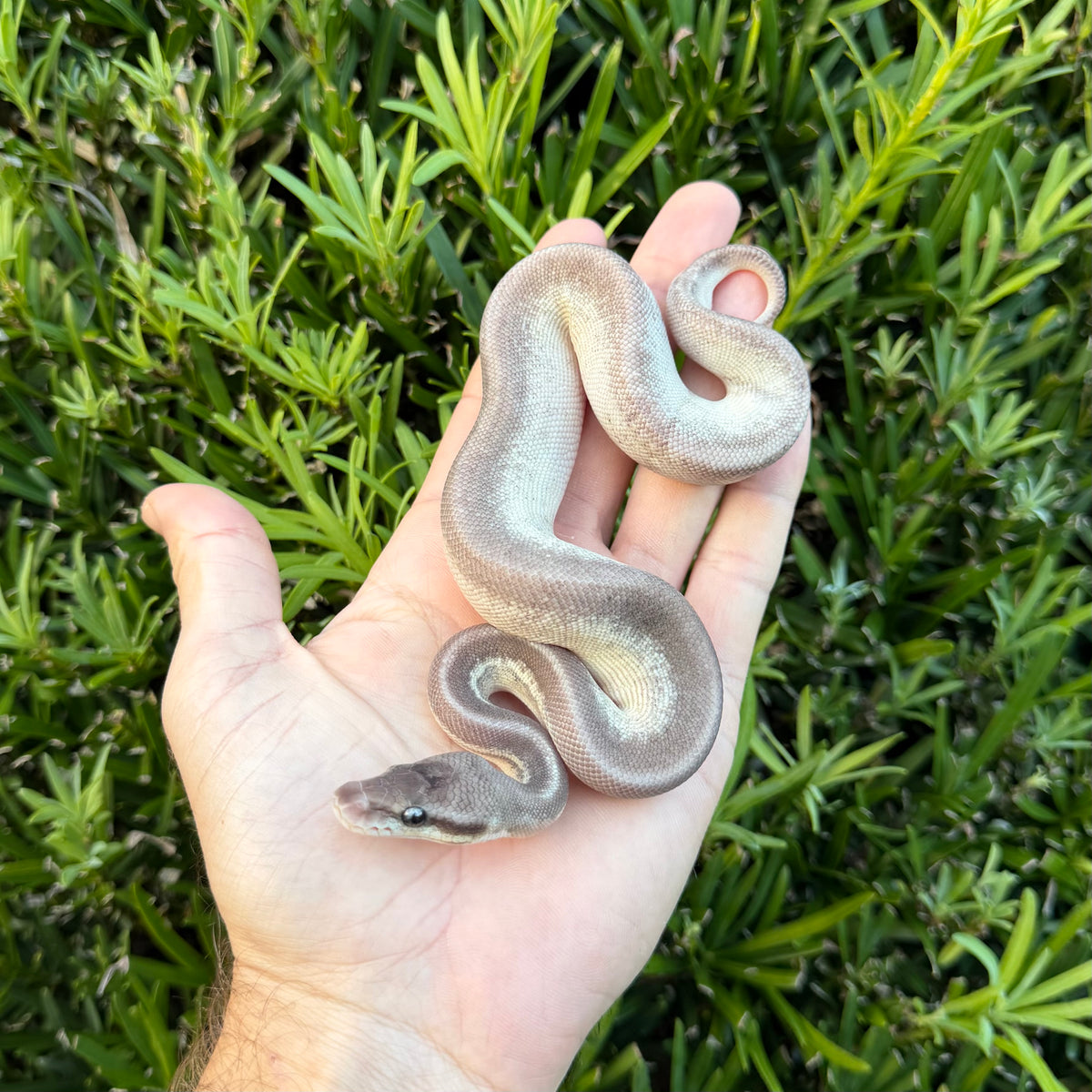 1.0 GHI Mojave pewter 100% het pied poss leopard
