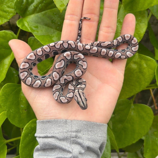 0.1 Anery Brazilian Rainbow boa