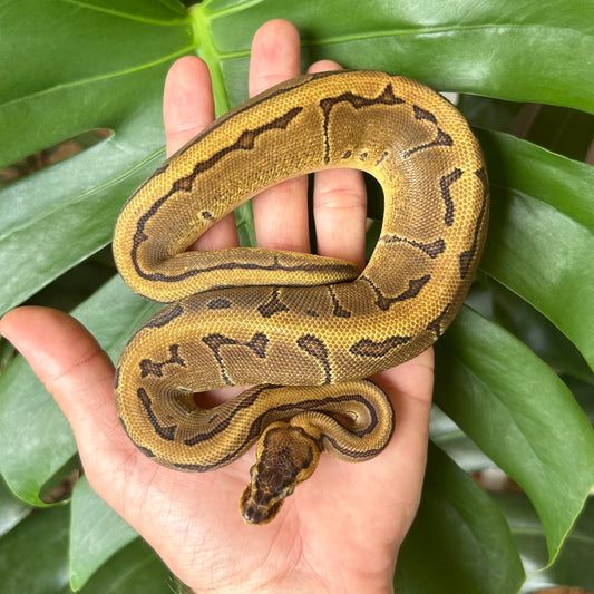 0.1 Pinstripe Enchi 100% DH Clown Pied