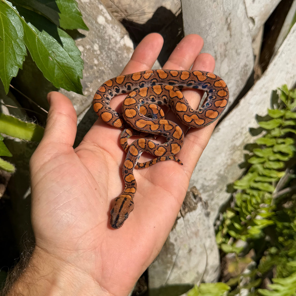 1.0 Rainbow boa het Anery poss het albino