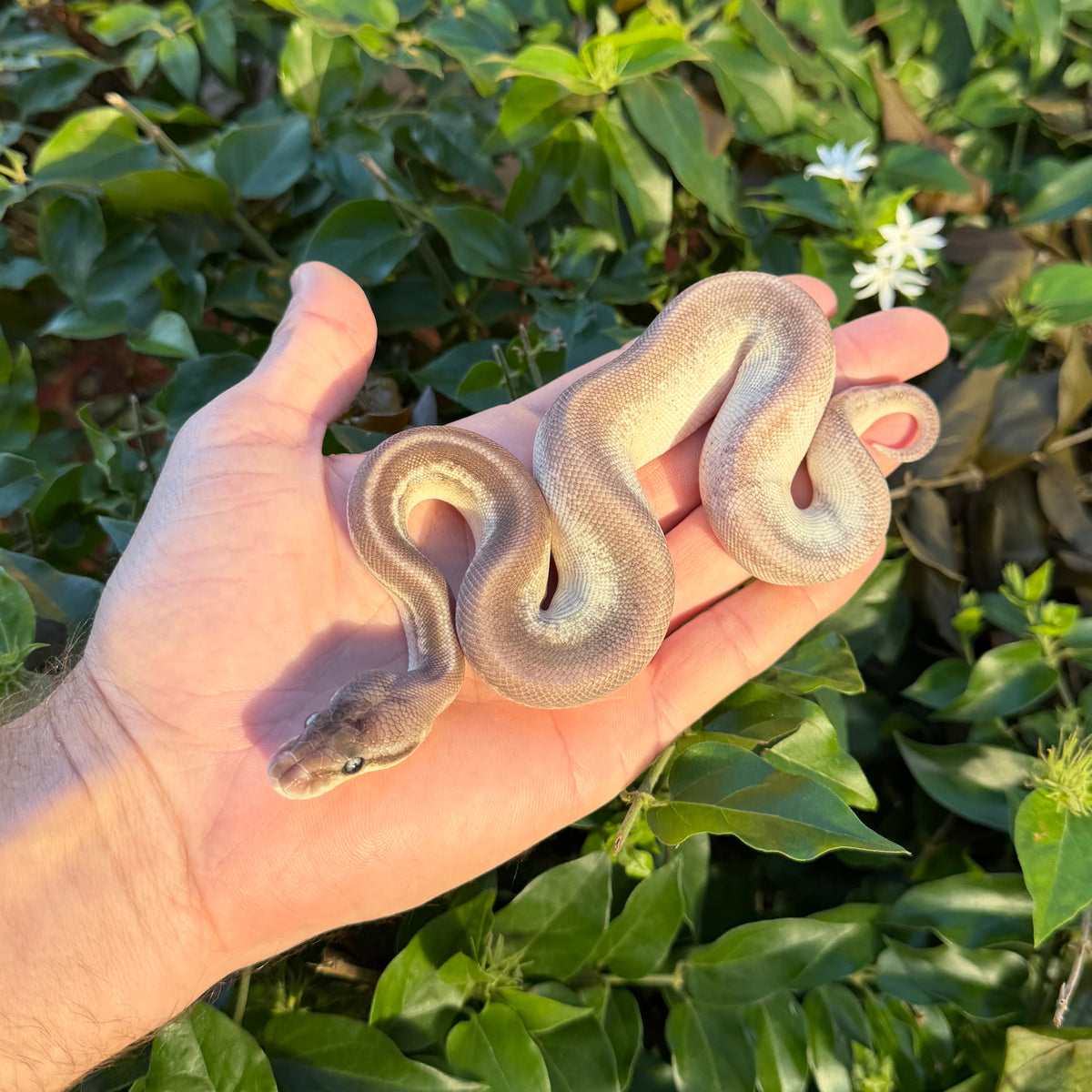 1.0 GHI Mojave pewter 100% het pied poss leopard
