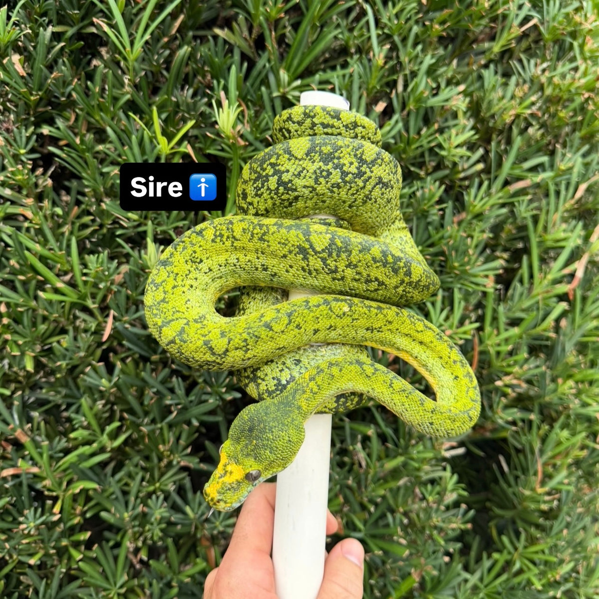 1.0 biak green tree python