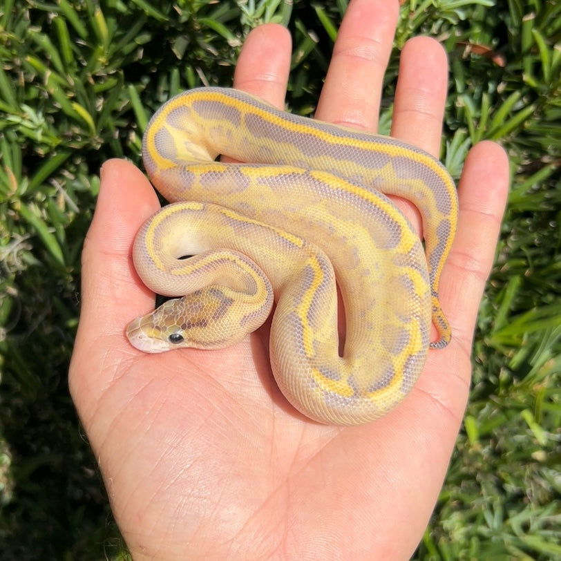 0.1 Leopard ivory het pied