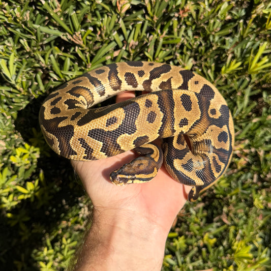 Leo fire yb het pied male