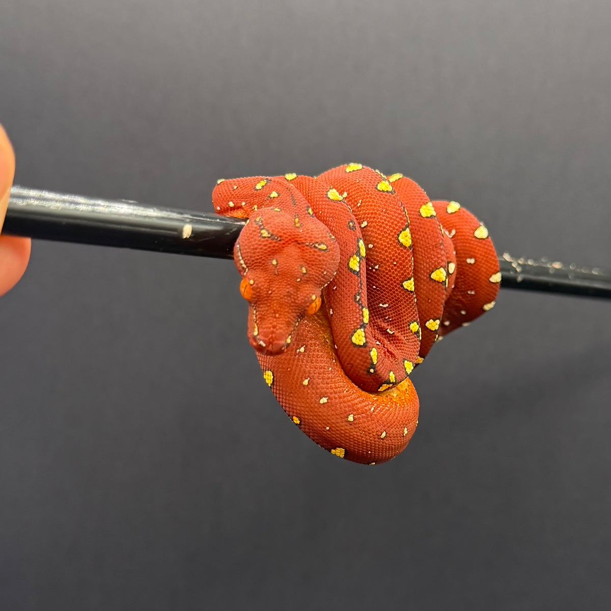 1.0 biak green tree python