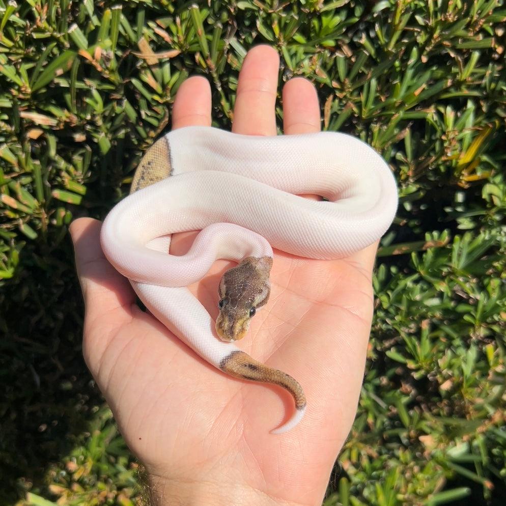 0.1 pinstripe pewter pied