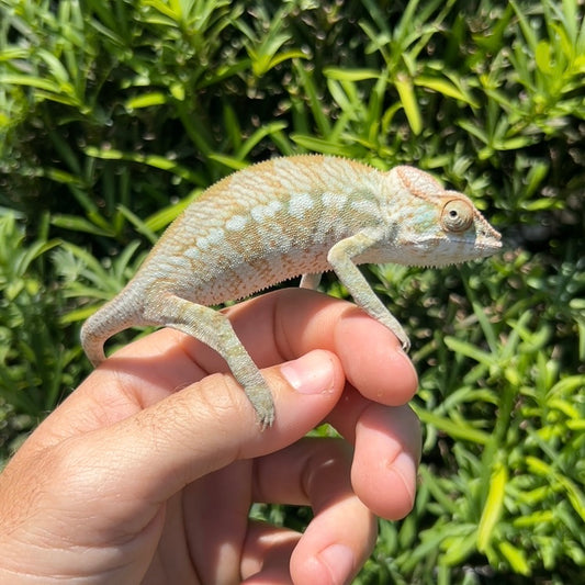 Baby Female Ambilobe panther chameleon