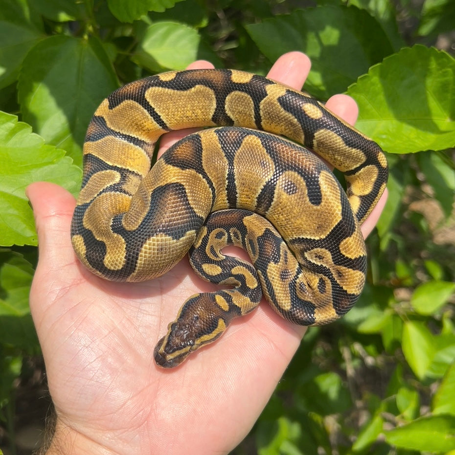 0.1 Enchi 100% het pied