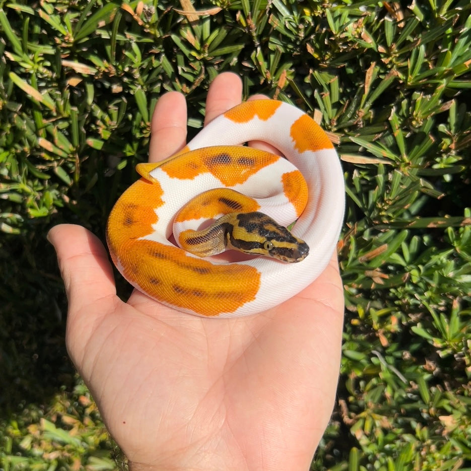 1.0 OD Enchi leopard pied