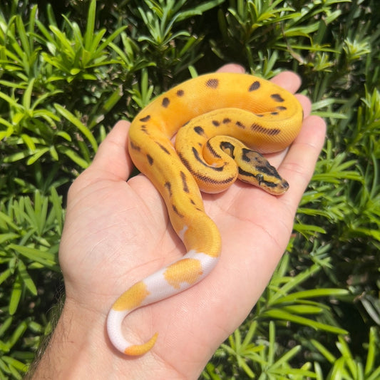 0.1 Od pastel yb Enchi pied