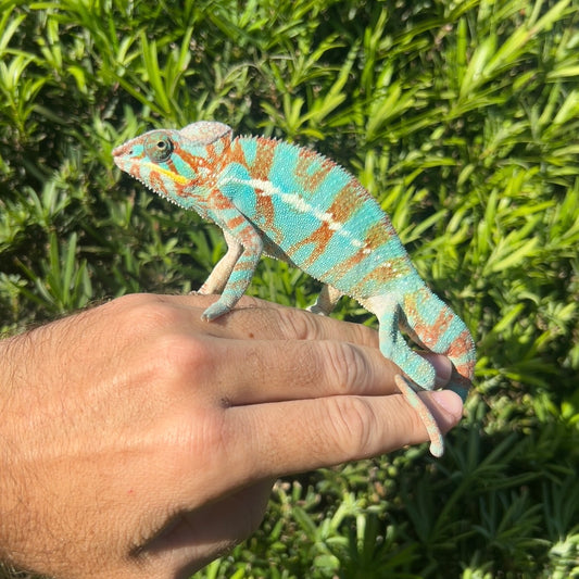 Juvenile Male Ambilobe panther chameleon