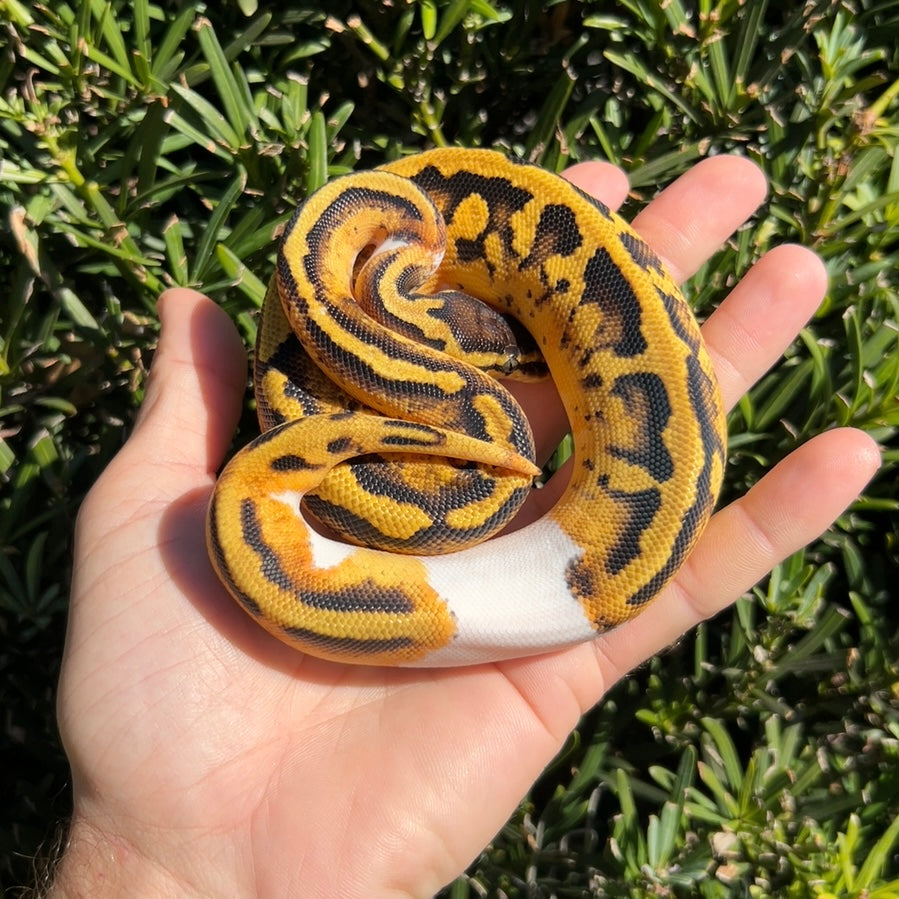 0.1 Pastel pied