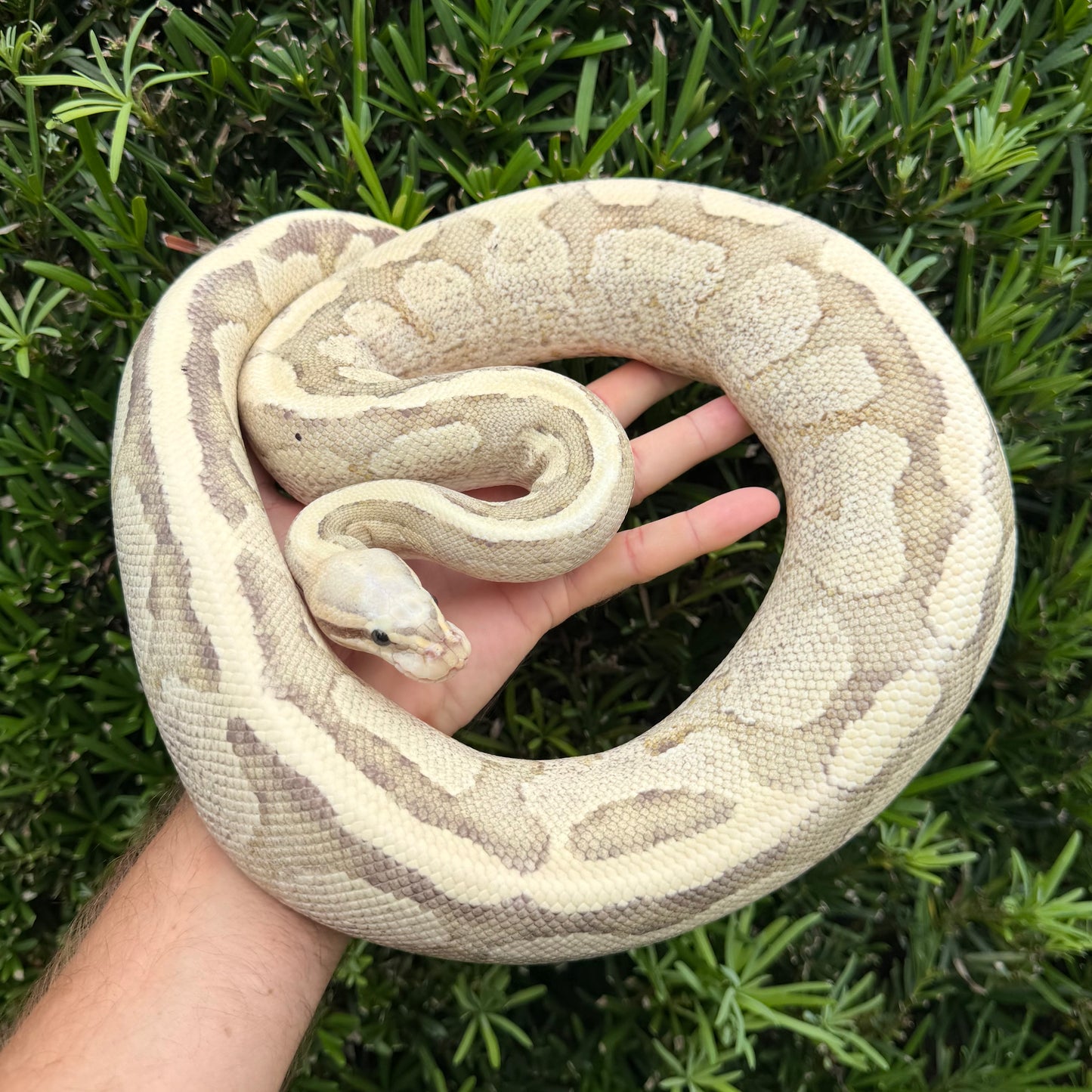 0.1 Vanilla cream (proven breeder)