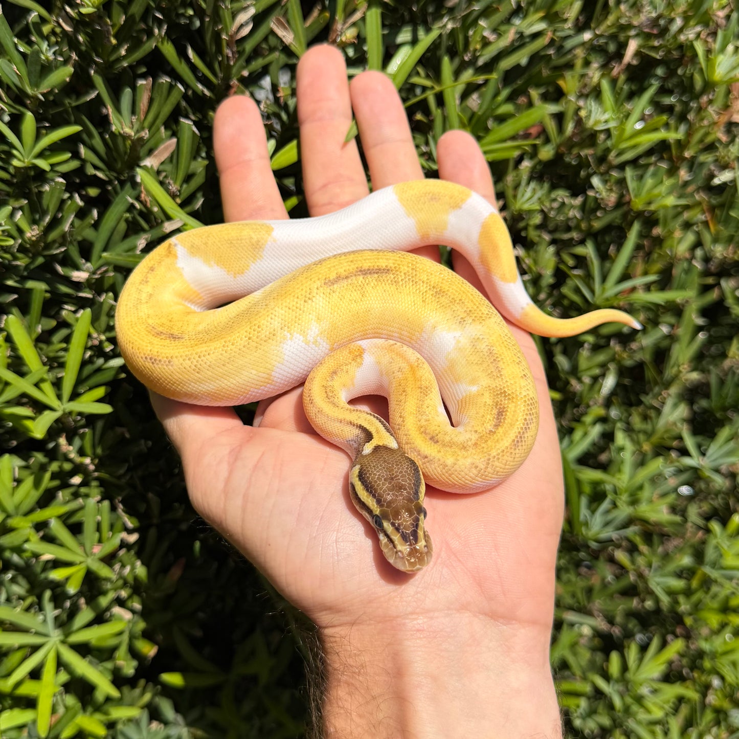 0.1 od Mojave enchi pied