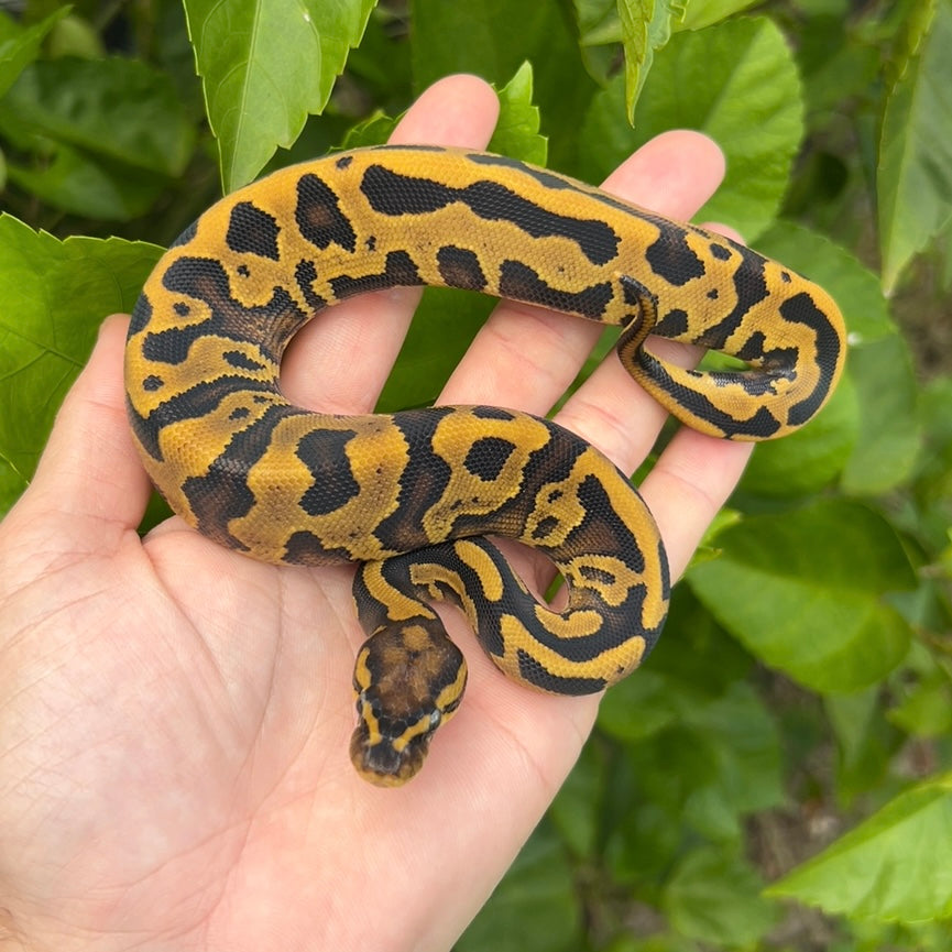 0.1 Leopard vanilla YB Het pied