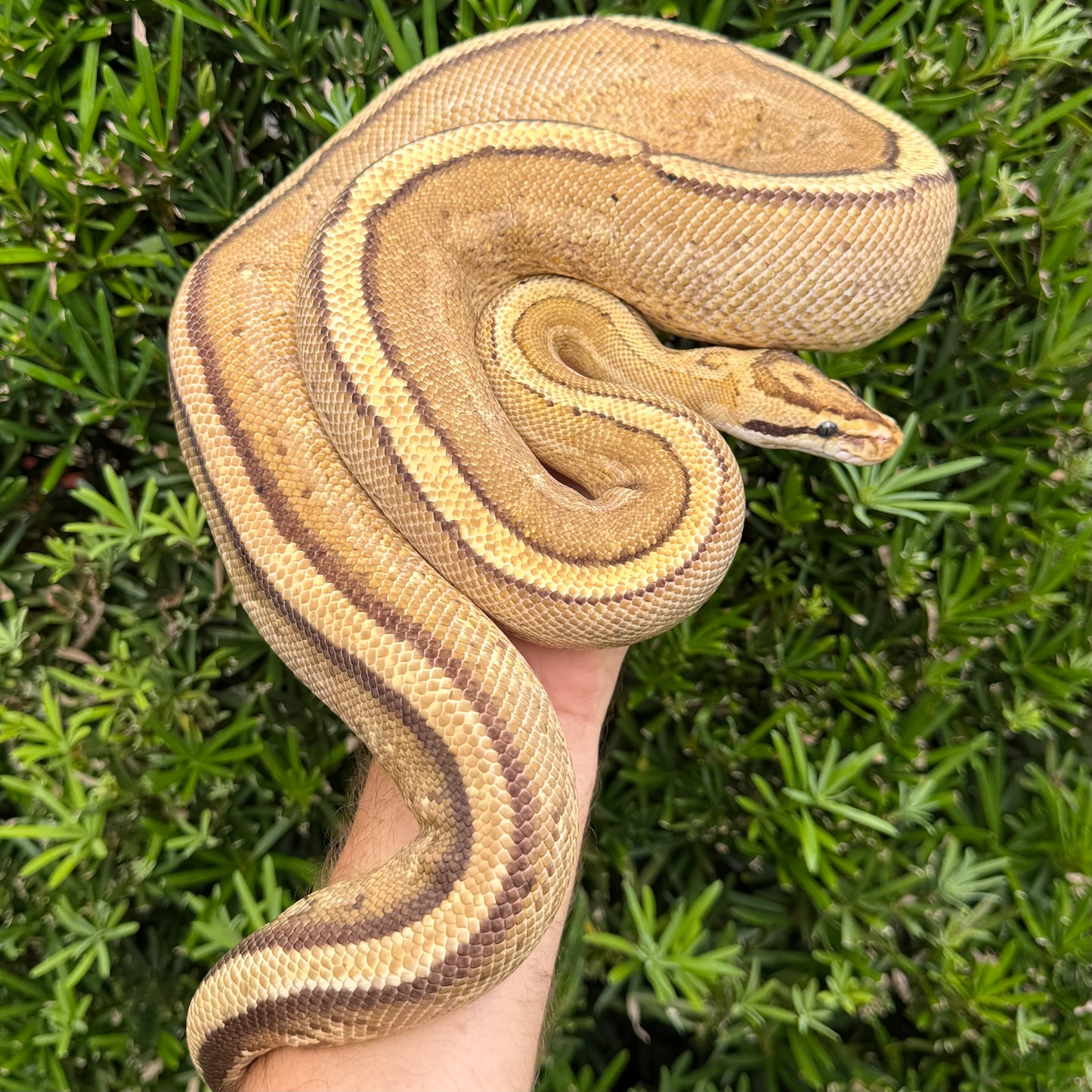 0.1 super stripe (proven breeder)