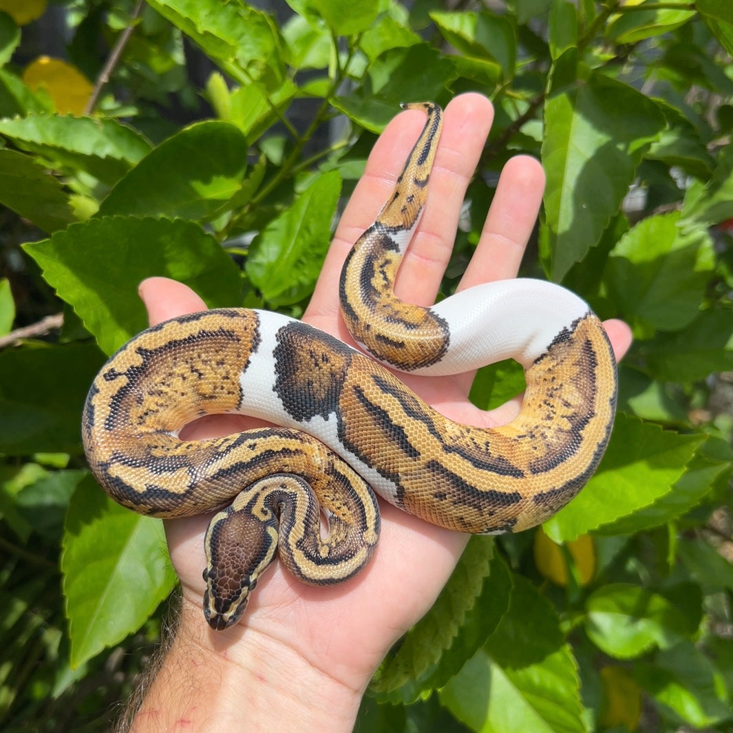 1.0 pastel pied