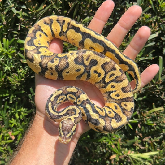 1.0 Super pastel het pied