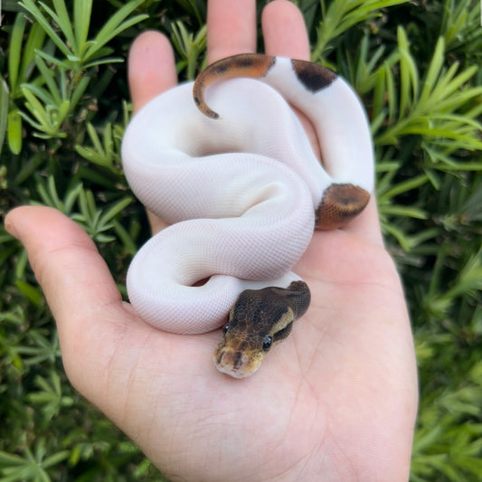 1.0 cinnamon pied