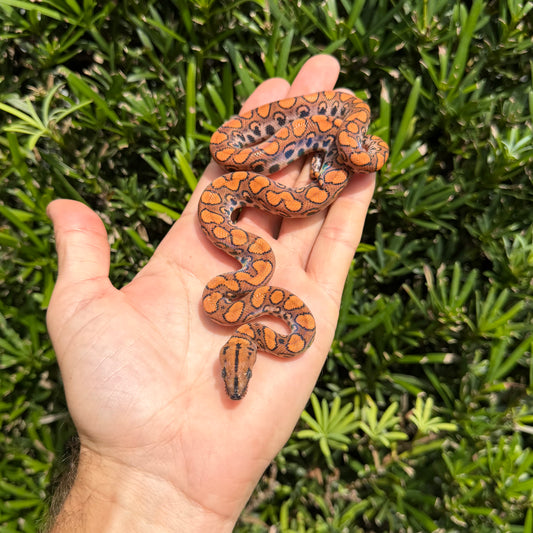 1.0 Rainbow boa het Anery poss het t- albino