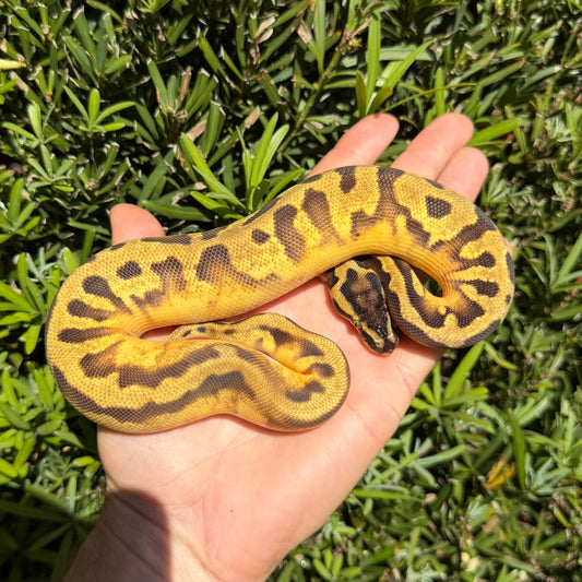 1.0 leopard pastel enchi pied