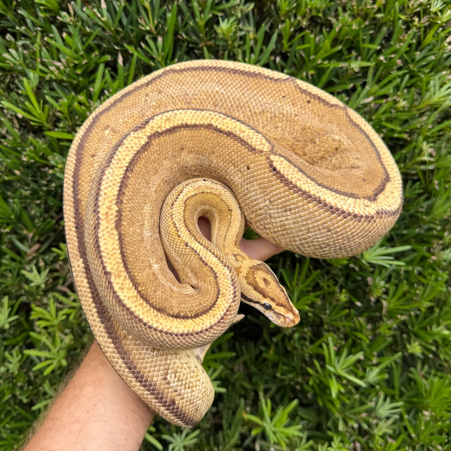 0.1 super stripe (proven breeder)
