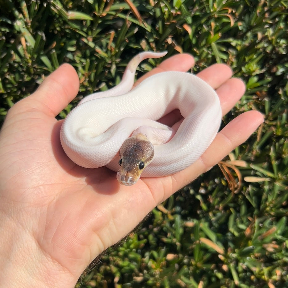 1.0 Leopard pewter pied poss OD