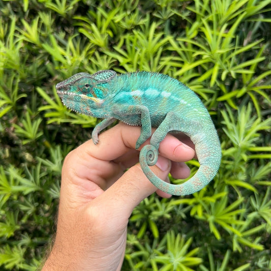 Juvenile male Ambilobe panther chameleon