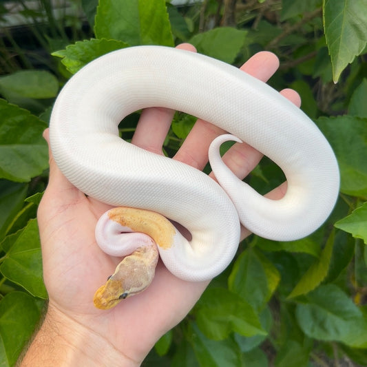 0.1 Super pastel Cinnamon Enchi Pied poss pinstripe