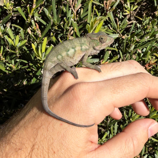 Male Panther chameleon