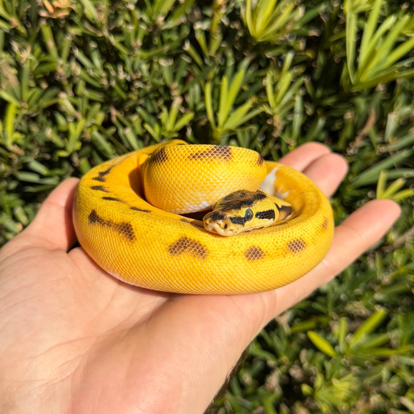 0.1 OD pastel yb enchi pied