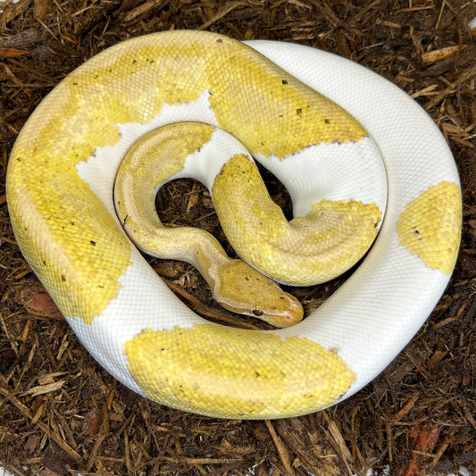 1.0 Banana pied (proven Breeder)