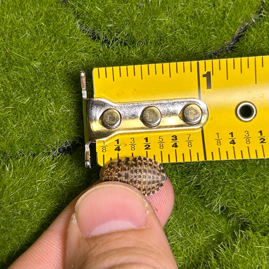50ct Small discoid roaches