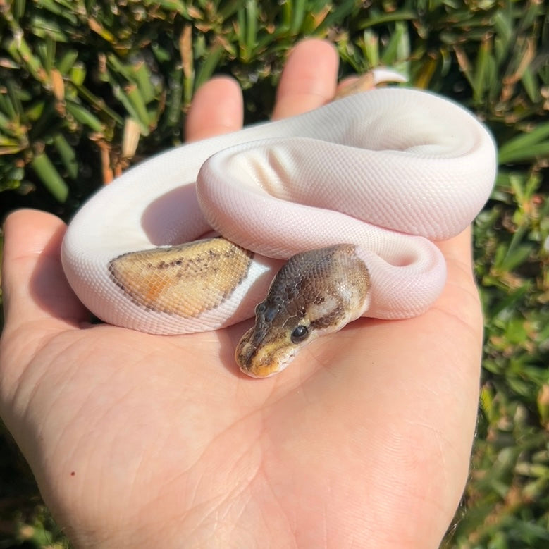 0.1 pinstripe pewter pied