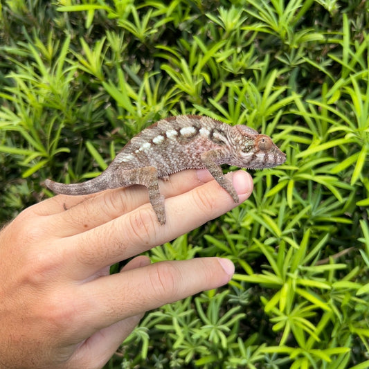 Juvenile Female Ambilobe panther chameleon