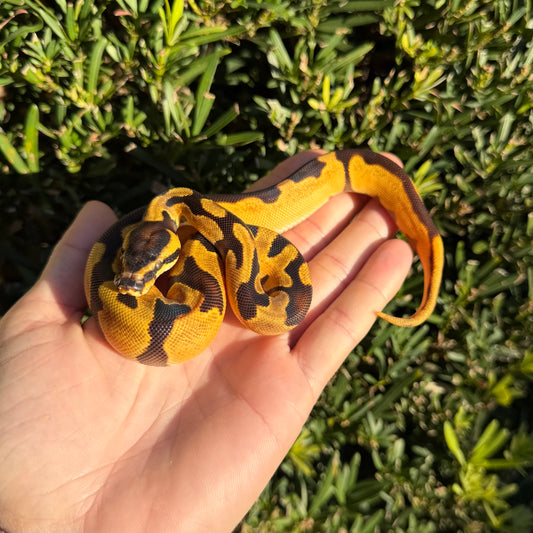 0.1 Od enchi pastel het pied