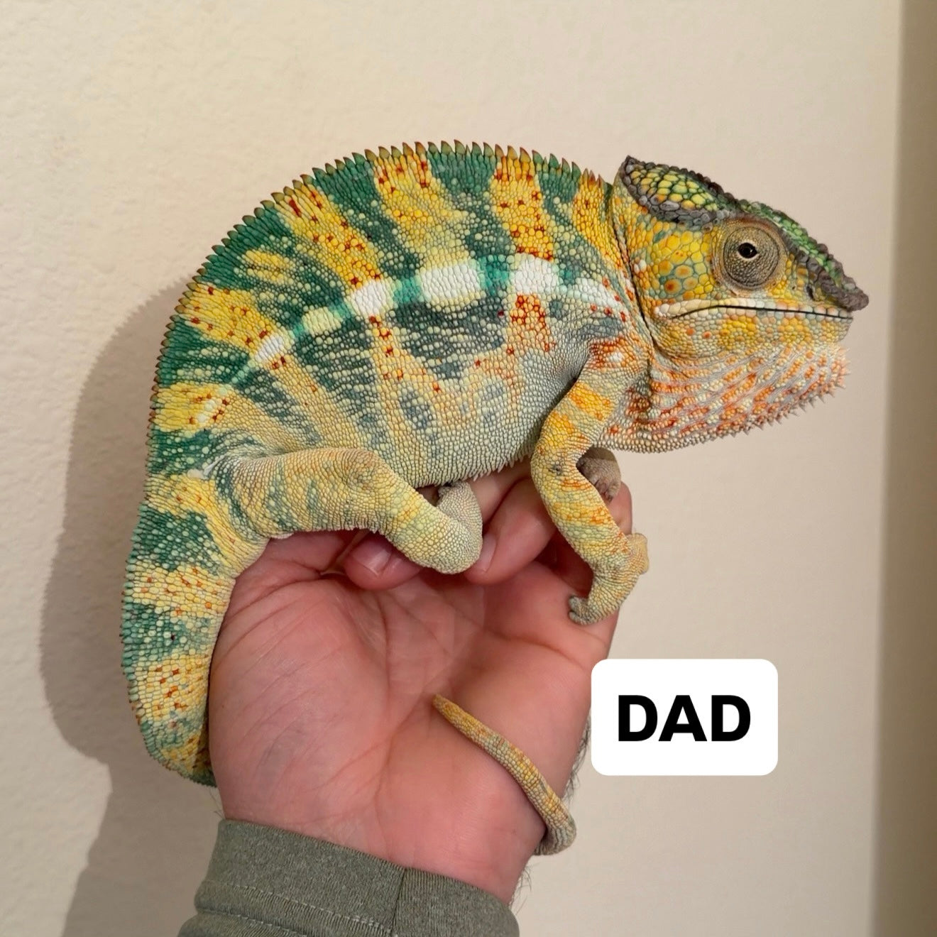 Panther chameleon