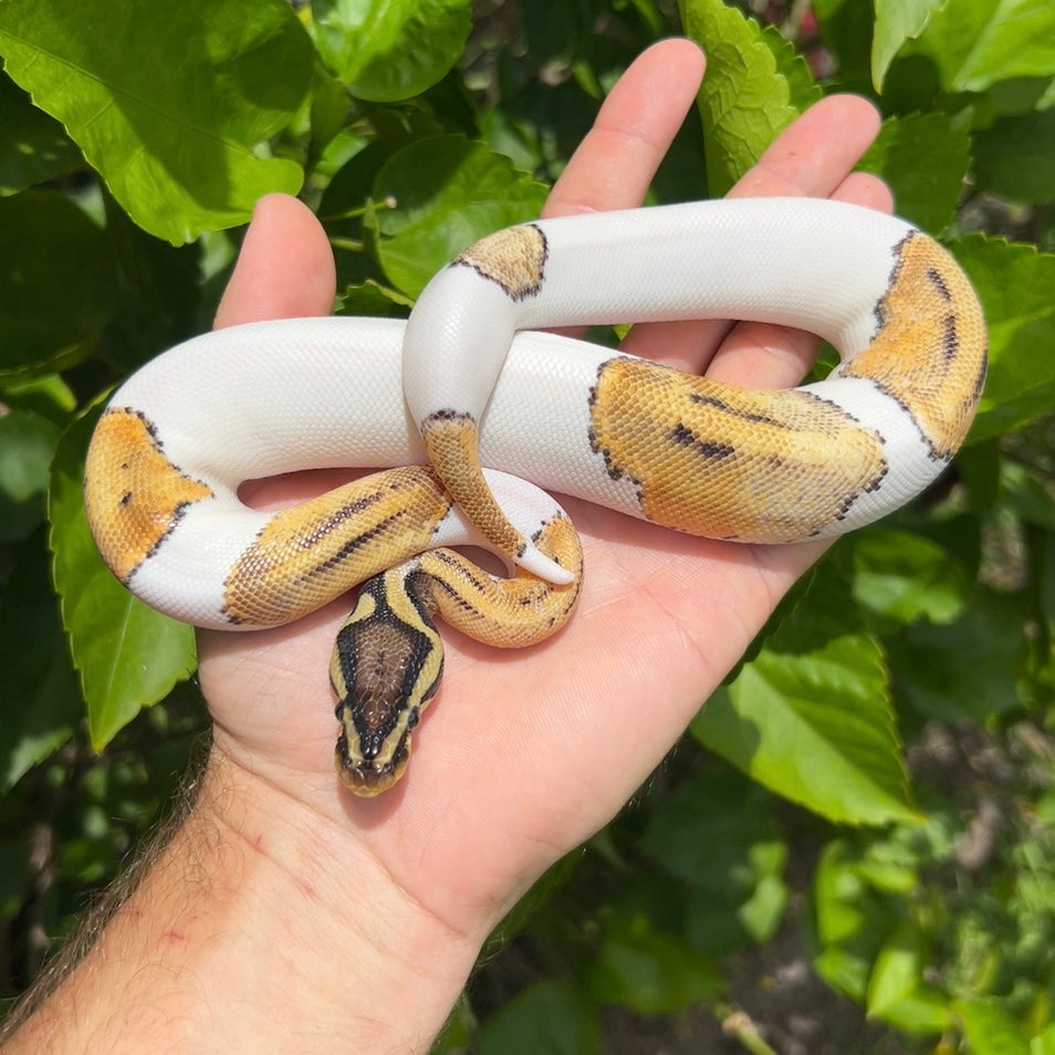 0.1 pastel pied