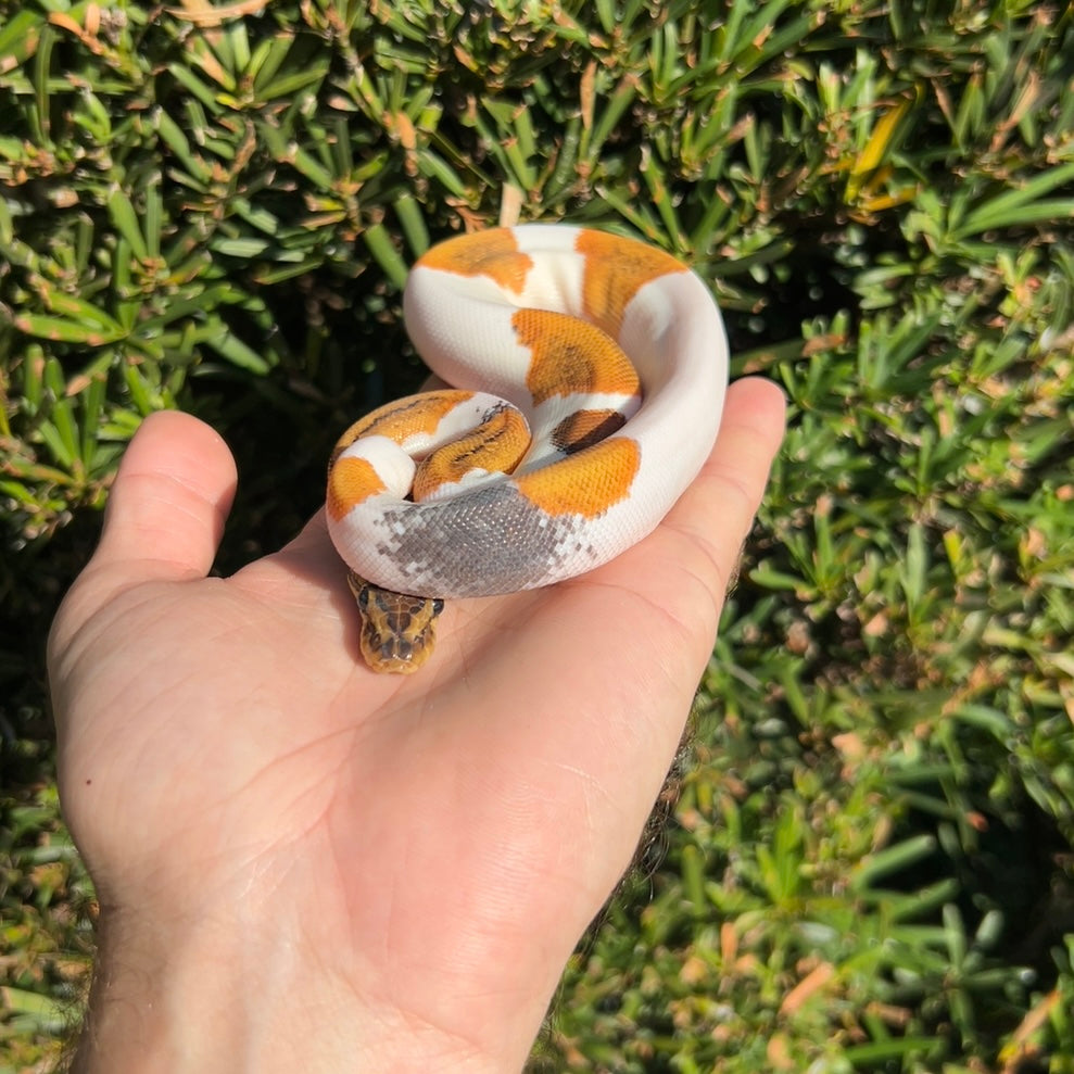 1.0 pinstripe yb pied