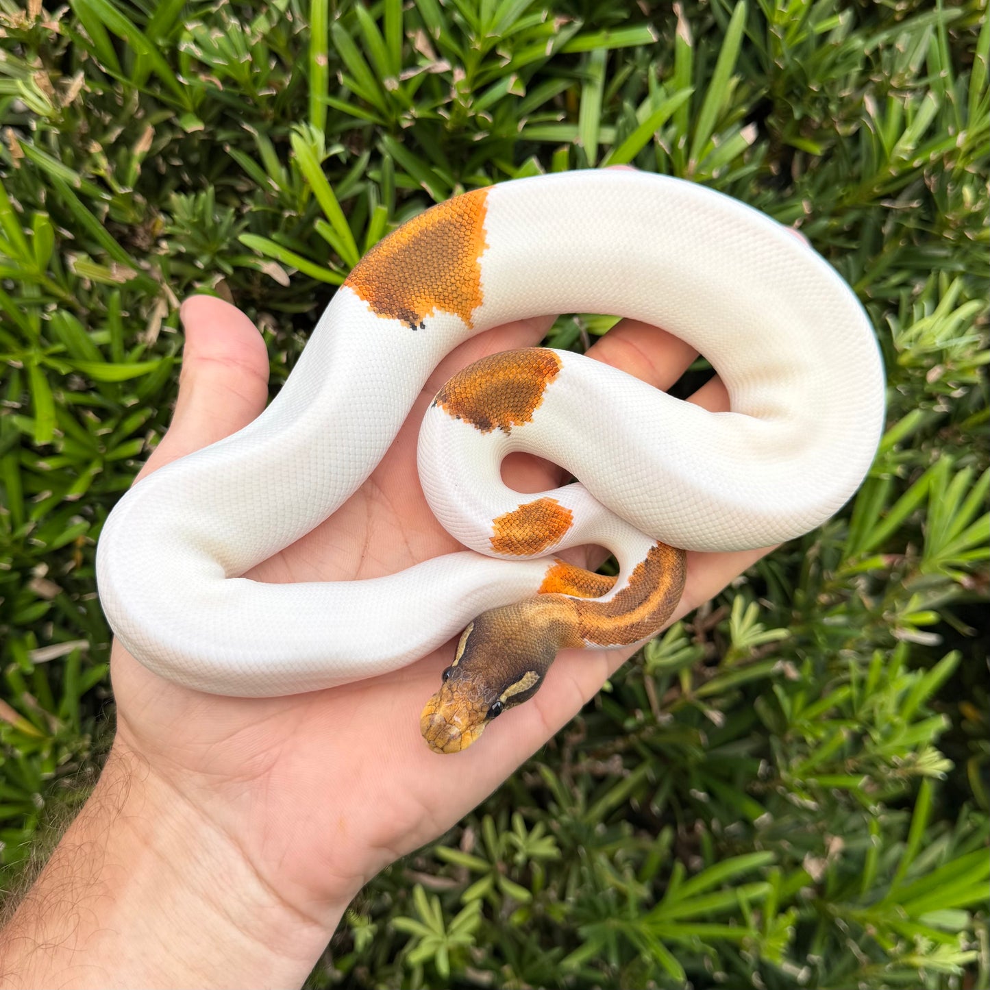 1.0 OD Enchi cinny pied