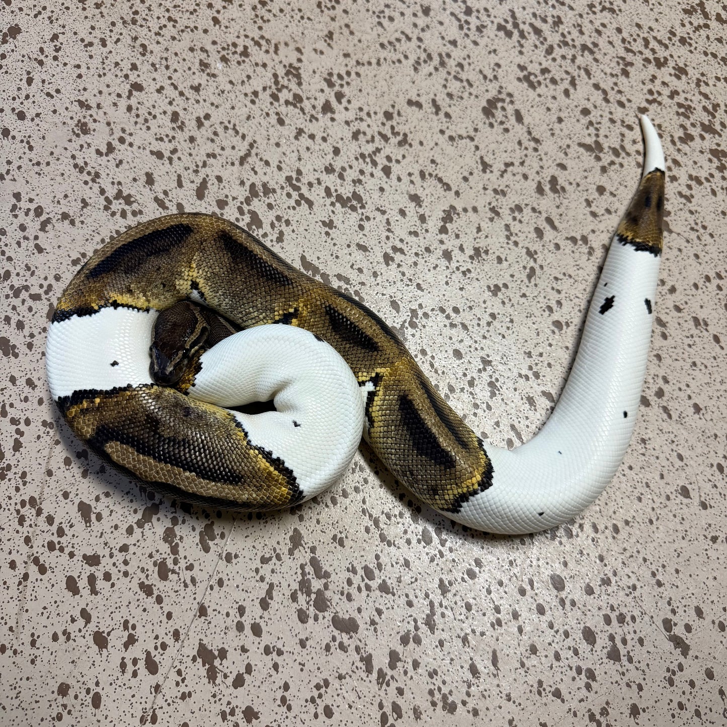 0.1 pied (proven breeder)